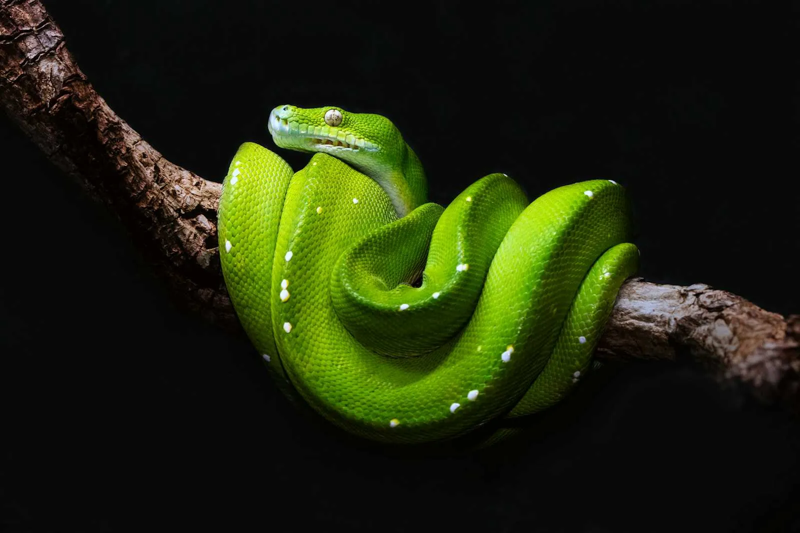 TypeScript에서 Python의 range()와 유사한 반복 사용법